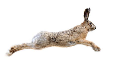 2,080 Hare Jumping Stock Photos, Pictures & Royalty-Free Images - iStock Hare Jumping, Hare Pictures, Rabbit Jumping, Jack Rabbit, Royalty Free Photos, Drawing Inspiration, Art Tutorials, Royalty Free Images, Free Stock Photos