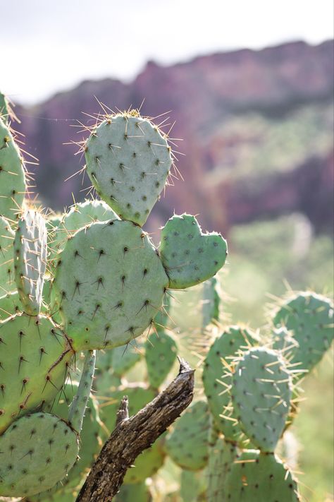 Heart shaped cactus pad Heart Shaped Cactus, Desert Scene, Pear Cactus, Prickly Pear Cactus, Idea Board, Prickly Pear, Heart Shapes, Pear, Cactus