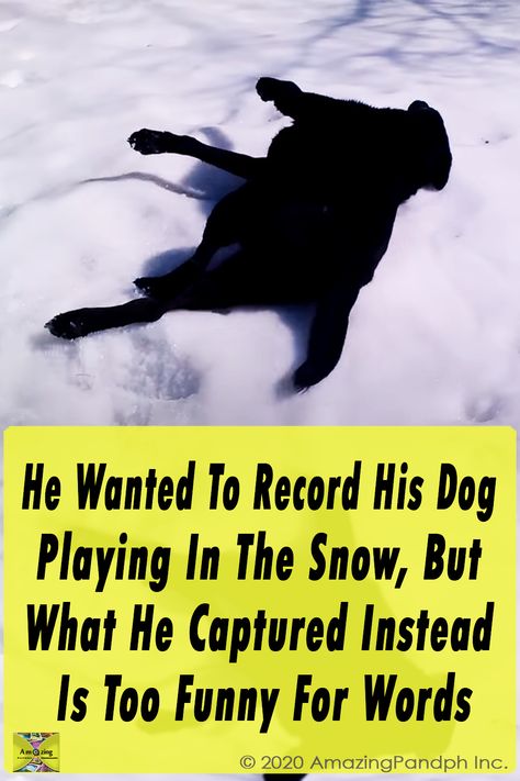 Dogs In Snow Funny, Puppy Videos Funny Hilarious, Dog Humor Hilarious, Funny Dog Pictures Hilarious, Black Lab Funny, Labradoodle Funny, Dog Slide, Happy Dogs Funny, Really Funny Dog Videos