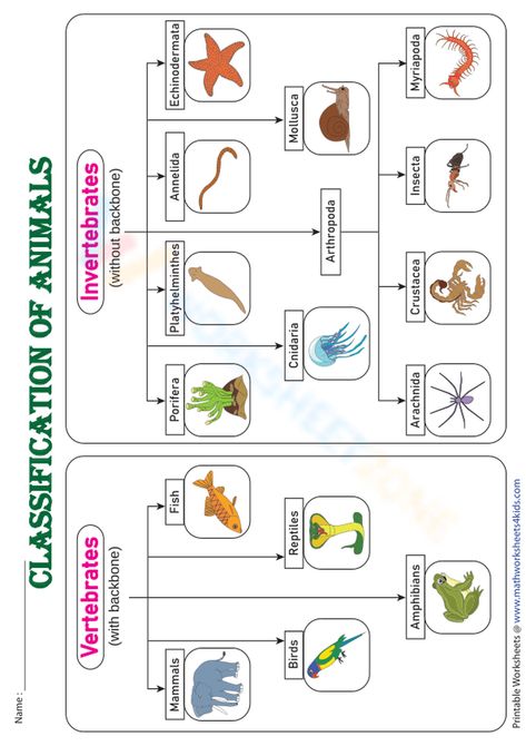 Test image Invertebrates Animals Pictures, Vertebrates And Invertebrates Worksheets, Vertebrate And Invertebrate Animals, Vertebrates Animals, Classification Of Vertebrates, Classification Of Animals, Boy Cartoon Drawing, Animals Worksheet, Science Chart