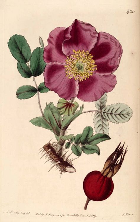 Hortus Camdenensis | Rosa rugosa Thunb. Botanical Pictures, Rosa Rugosa, Illustration Botanique, Vintage Botanical Prints, Botanical Painting, Scientific Illustration, Botanical Drawings, Nature Illustration, Botanical Flowers