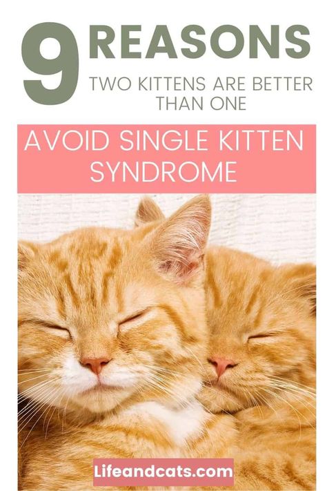 Adopting a kitten is very exciting! Make it more so and adopt two kittens together. There are benefits of adopting kittens in pairs such as easier training, better socialization, and healthier kittens. Keep reading to learn about the benefits of adopting kittens in pairs. New Kitten Tips Training, 2 Kittens Together, Kittens Together, Kitten Nursery, Training A Kitten, Adopting A Kitten, Raising Kittens, Animal Pfp, Two Kittens