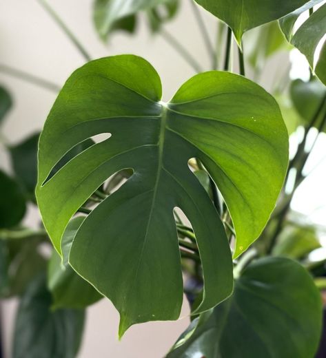 Top 5 Heart Shaped Leaves Plants to Show Your Love - My Tasteful Space Birds Of Paradise Plant, Heart Shaped Leaves, The Best Aesthetic, Aesthetic Plants, Paradise Plant, Best Aesthetic, Cheese Plant, Trailing Plants, Paper Light