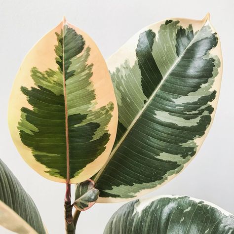 Ficus Elastica Tineke, Ficus Tineke, Rubber Tree Plant, Tropical Flower Plants, Ficus Tree, Ficus Elastica, Rubber Plant, Plant Strong, Rubber Tree