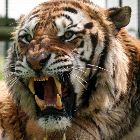 Tiger Eating, Tiger Tail, Tigers, Tiger Looking Up, Ferocious Tiger, Angry Big Cat, Tiger Growling, Real Tiger Photos, Angry Animals