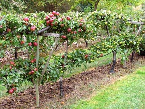 Espalier Fruit Trees, Fruit Tree Garden, Fruit Growing, Growing Fruit Trees, Potager Garden, Edible Landscaping, The Secret Garden, Growing Fruit, Fruit Garden