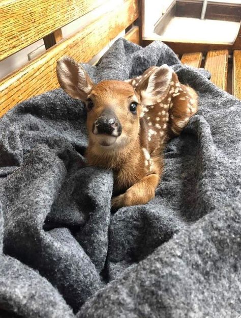 "The local state troopers rescued this little fawn on a busy highway and brought her in for the night." Fluffy Cows, Super Cute Animals, Pretty Animals, Silly Animals, State Police, Baby Deer, Fluffy Animals, Cute Wild Animals, Cute Animal Photos