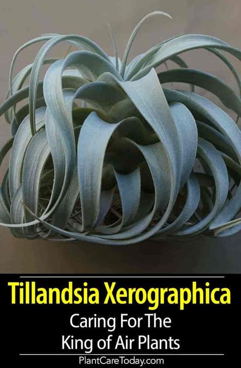 Tillandsia Xerographica one of the largest air plants, features thick, wide leaves from a tight rosette, needs high humidity and room to grow, an other world looking plant isn’t too demanding. [DETAILS] Tillandsia Xerographica, Types Of Air Plants, Air Plants Diy, Air Plant Care, Magical Plants, Air Plant Garden, Large Air Plants, Air Plant Hanger, Plant Display Ideas