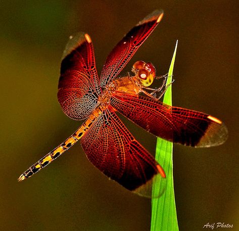 If you are interested in dragonflys you can wear them forever! More info at www.incaico.de Red Dragonfly, Dragonfly Photos, Dragon Flys, Cool Insects, Damselflies, Magical Nature, Dragonfly Insect, Dragon Flies, Dragonfly Dreams