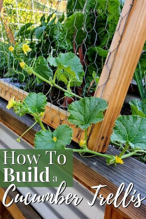 Trellis For Tomatoes Raised Beds, Vertical Trellis Ideas, Growing Vegetables On A Trellis, Trellis Cucumber Raised Beds, Diy Cucumber Trellis Raised Bed, Cucumber Climbing Ideas, Vertical Tomato Trellis, Trellis For Cucumbers Raised Beds, How To Grow Cucumbers In A Raised Bed