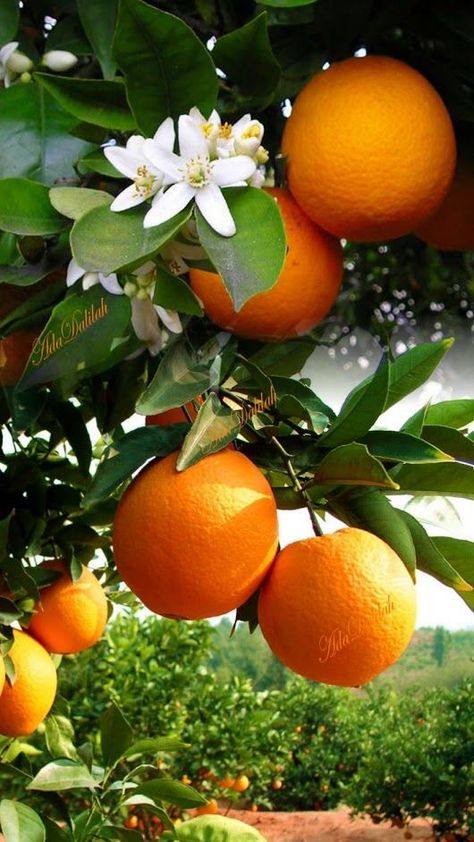 Tattoo Plant, Orange Plant, Fruit Picture, Fruit Wallpaper, Fruit Photography, Citrus Trees, Beautiful Fruits, Orange Aesthetic, Tree Photography