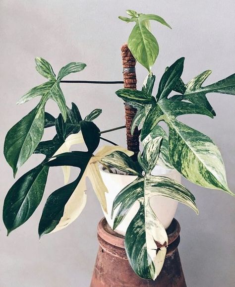 Bridgerton Characters, Philodendron Florida, Mealy Bugs, Plant Goals, Tropical Flower Plants, Philodendron Plant, Inside Plants, White Plants, Plant Aesthetic