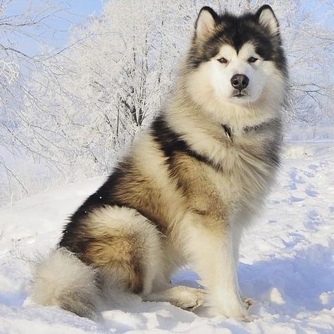 Giant Alaskan Malamute, Alaskan Malamute Puppies, Malamute Husky, Dogs Husky, Malamute Dog, Malamute Puppies, Alaskan Husky, Dangerous Dogs, Fluffy Puppies