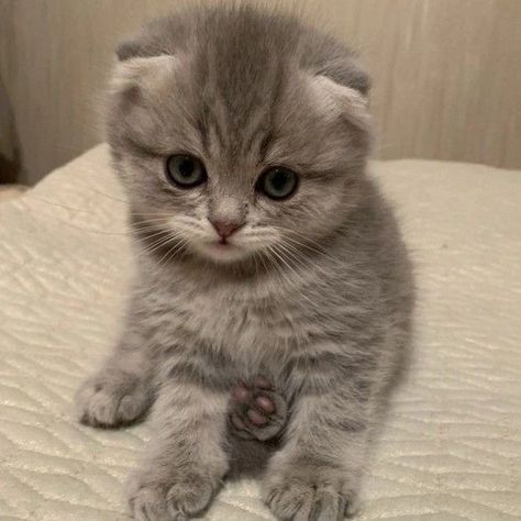 Cat Dreaming, Super Cute Kittens, Scottish Fold Kittens, Cute Small Animals, Super Cute Animals, Pretty Animals, Cute Kitten, Cat Room, Cat Aesthetic