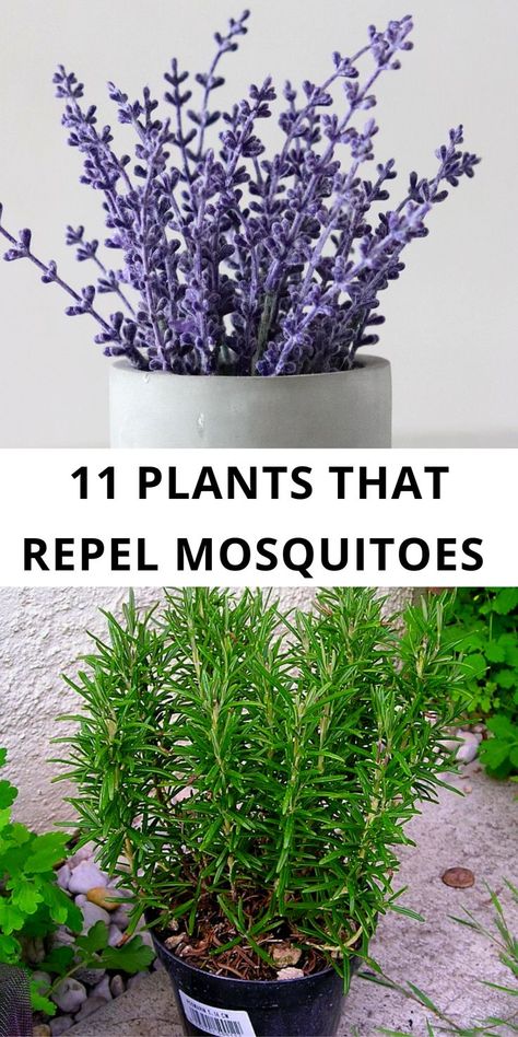 Natural Misquote Repellent For Yard, Plants That Repellent Bugs, Plants Against Mosquitos, Plants That Ward Off Mosquitos, Mosquitoes Repellent Plants, Herbs That Repel Mosquitos, Plants For Bug Repellent, Plants For Mosquitoes, Mosquito Repelling Plants Indoor