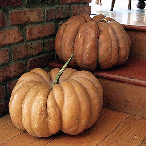 Fairytale (Musque de Provence) is a French heirloom pumpkin with deep ribbing and a buckskin color. Excellent taste and will do well on any farm market. 120 days. Approximately 15lbs. Rare Heirloom Variety 5 Seeds. Organic and Non GMO. Harvested from our small urban homestead. Ready for planting. Painted Calendar, Heirloom Pumpkins, Pumpkin Fairy, Cabbage Seeds, Hot Pepper Seeds, Giant Pumpkin, Cucumber Seeds, Pumpkin Pies, Seed Catalogs