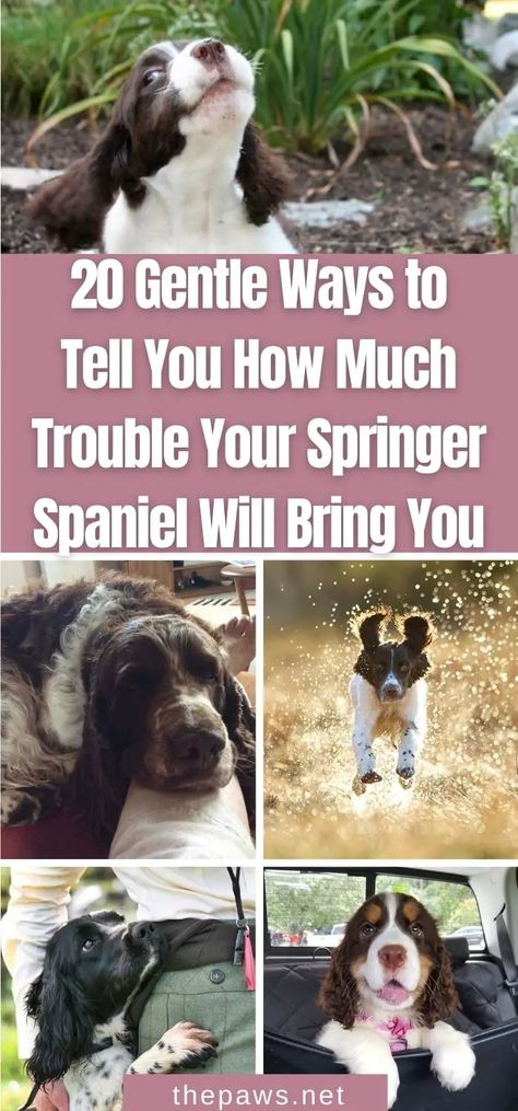 Do you own a Springer Spaniel? or planning to have one? We think is time to face the truth with some sprinkles on it! Working Springer Spaniel, Springer Dog, English Springer Spaniel Puppy, Springer Spaniel Puppies, Puppies Tips, Dog Grooming Tips, Springer Spaniels, Grooming Tips, English Springer