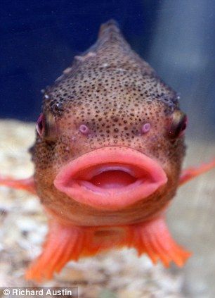 Jumpin' Jack Splash: The pouting lumpsucker fish that looks like Mick Jagger | Mail Online Fish Face, Lyme Regis, Beneath The Sea, Salt Water Fish, Underwater Creatures, Underwater Life, Exotic Fish, Mick Jagger, Marine Animals