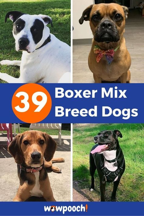 List Of Boxer Mix Breed Dogs, Those can make your face smile! Boxer American Bulldog Mix Dogs, Boxer Shepherd Mix Dogs, Boxer Mix Dogs, Mix Breed Dogs, Boxer Beagle Mix, Pitbull Boxer Mix, Boxer Mix Puppies, Terrier Mix Breeds, Boxer Breed