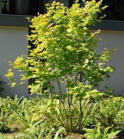 Vine Maple, Patio Trees, Backyard Plants, Simple Tree, Home Landscape, Garden Greenhouse, Rain Garden, Maple Tree, The Pacific Northwest