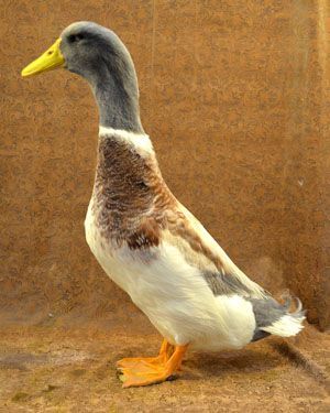 The Saxony duck, 8-9 lbs, is an active forager and excellent layer with typical egg production at about 190-240 large white eggs annually. Flavorful meat. Adapts well to a wide range of environments. See Holderread book, 2001. Welsh Harlequin Duck, Rouen Duck, Backyard Ducks, Duck Breeds, Best Egg Laying Chickens, Duck Farming, Raising Ducks, Duck House, Backyard Poultry