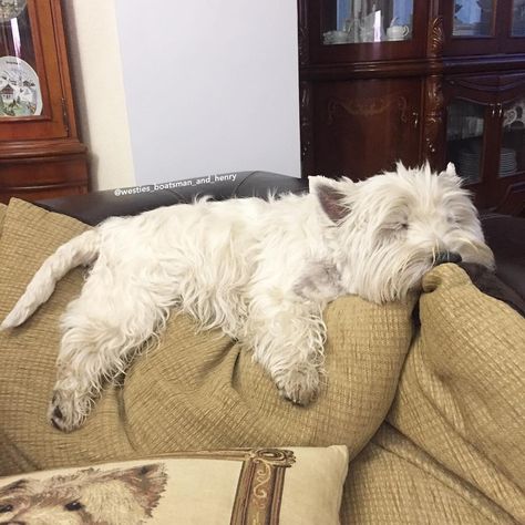 Funny Westies, Westie Puppies, Hot Outside, Wild Animals Pictures, Highlands Terrier, Hilarious Photos, Westie Dogs, A Haircut, West Highland White Terrier