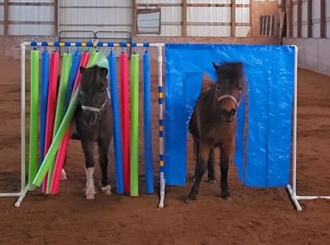 Horse Agility Obstacles Diy, Horse Enrichment Ideas, Ranch Versatility, Horse Jump Ideas, Horse Enrichment, Sensory Trail, Mini Horse Tack, Horse Obstacles, Horse Training Exercises