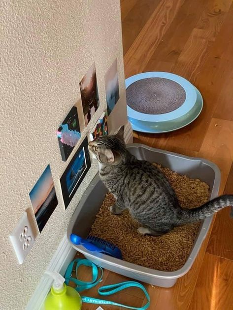 15 Pictures That Purrfectly Capture The Hilarious Nature Of Cats – InspireMore Cat Bathroom, Spoiled Cats, Cat Bedroom, Funny Cat Photos, Lol Funny, Cat Post, Memes Of The Day, Funny Animal Memes, Cat Sitting