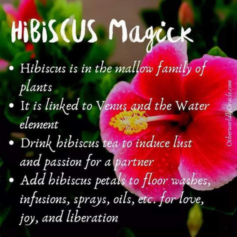 Hibiscus Cucumber Magical Properties, Magick Herbs, Magical Flowers, Witchcraft Herbs, Kitchen Witch Recipes, Magickal Herbs, Witch Herbs, Witch Tarot, Magic Herbs