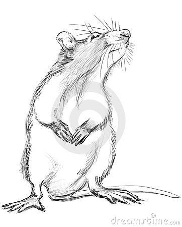 The drawing tomcat by pencil Rat Illustration, Maus Illustration, Mouse Sketch, Tier Tattoo, Mouse Illustration, Mouse Drawing, Cute Rats, A Rat, Pet Rats