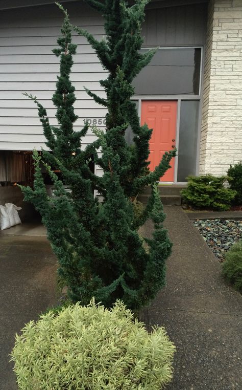 Chamaecyparis lawsoniana 'Wissel's Saguaro' - Wissel's Saguaro Lawson Cypress. Needs good drainage, and full sun to preform well in the Pacific Northwest. Lawson Cypress, False Cypress, Chamaecyparis Lawsoniana, Conifer Garden, Conifers Garden, Zen Garden Design, Evergreen Garden, Mediterranean Garden, Home Landscaping