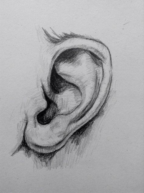 Ear Shading, Ear Drawing Reference, Draw Ear, Ear Sketch, Ear Illustration, Drawing Ears, Earrings Drawing, Ears Drawing, Ear Drawing