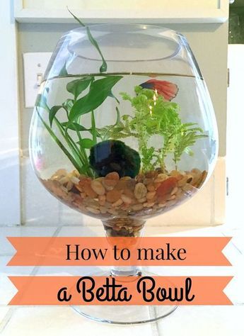 how to make a betta bowl with live plants Fish Tank Table, Beta Tank, Betta Fish Bowl, Fish Centerpiece, Fish Garden, Taman Air, Diy Fish Tank, Fish Vase, Indoor Water Garden