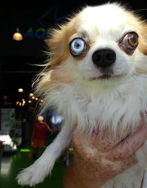 15+ Ugly Dogs That Are Actually Cuter Than We Expected Ugliest Dog, Animals Reference, Ugly Animals, Different Colored Eyes, Ugly Dogs, Chinese Crested Dog, Chinese Crested, Good Boy, Pet Life