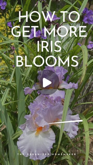 Thinning Iris Bulbs, Reblooming Iris, Iris Care, Iris Flowers Garden, Iris Rhizomes, Iris Flowers, Flowers Garden, The Roots, Over The Top