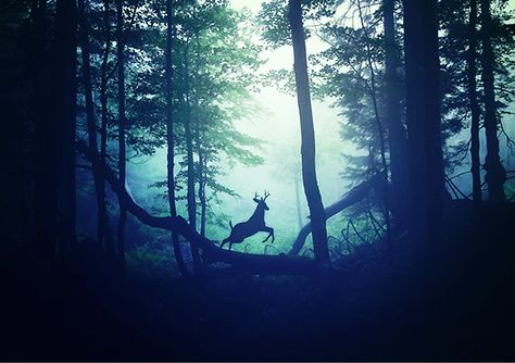 A Deer, Pics Art, Enchanted Forest, Nature Animals, Beautiful Creatures, Animal Kingdom, Beautiful World, Animal Photography, Animals Beautiful