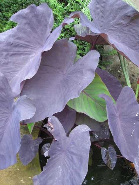 Colocasia Esculenta, Hampton Court Palace Gardens, Conservatory Greenhouse, Orchid Show, Buy Plants Online, Garden Types, Wildlife Gardening, School Garden, Plant Spacing