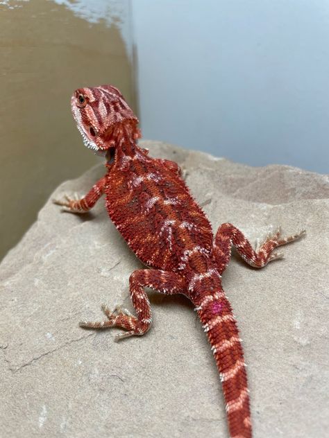 Bearded Dragon Morphs, Red Bearded Dragon, Dream Pet, Salamanders, Cute Reptiles, Exotic Animals, Awesome Beards, Leopard Gecko, Animal Photos