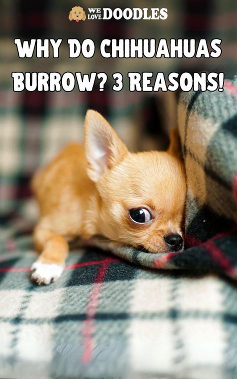 Why do Chihuahuas burrow? There are several reasons why Chihuahuas burrow. After all, dogs are known for being great snugglers. Especially in cooler temperatures, dogs are more than willing to get close to you under a blanket and hang out for a bit. While we may see burrowing in covers and blankets as a way to keep warm, there actually may be much more to a dog’s reasoning for burrowing. Chihuahuas are dogs that are known for burrowing. Chihuahua Facts, Chihuahua Breeders, Tiny Dog Breeds, Cattle Dogs Rule, Dog World, Attitude Adjustment, Chihuahua Mexico, Teacup Chihuahua, Dog Facts