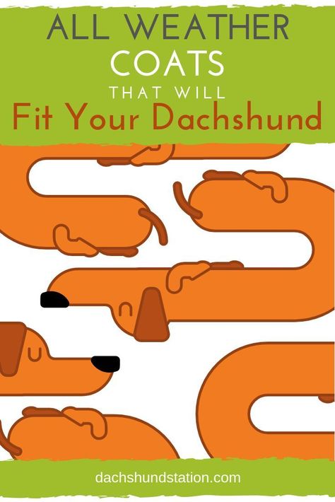 Best Apartment Dogs, Dachshund Puppy Training, Dachshund Sweater, Standard Dachshund, Dachshund Training, Dachshund Breed, Dachshund Clothes, Dachshund Stuff, Short Dog