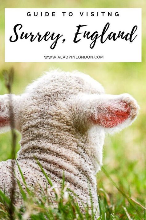 This guide to visiting Surrey, England will show you places like Shere, Peaslake, Guildford, and the English countryside in the Surrey Hills. #surrey #england #englandtravel Surrey Hills England, Dorking Surrey England, Surrey England, Travel Wishlist, I Want To Travel, Short Break, Future Travel, English Countryside, England Travel