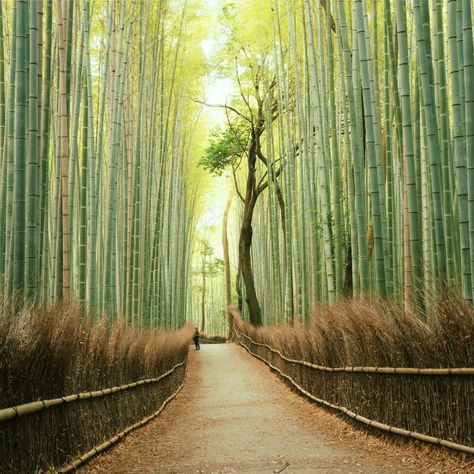 Arashiyama Bamboo Forest in Kyoto, Japan Beautiful Places In Japan, Visit Kyoto, Travel Moments, Bamboo Forest, Airbrush Art, Beautiful Forest, Most Beautiful Cities, Kyoto Japan, The Grove