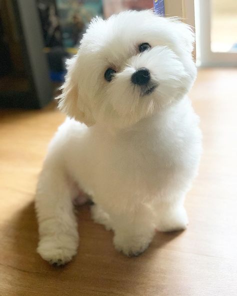 14 Reasons To Adore Maltese Dogs Maltese Dogs Grooming, Anjing Maltese, Maltese Dogs Haircuts, Maltese Haircut, Bichon Maltese, Puppy Haircut, Maltese Puppies, Dog Haircuts, Maltipoo Puppy