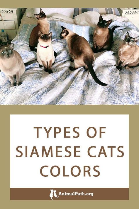 So, what are some of the popular Siamese cat colors? Let us find out! Types Of Siamese Cats, Asian Cat, Cat Ages, Siamese Kittens, Abyssinian Cats, Cat Items, Cat Behavior, Animal Videos, Cat Colors