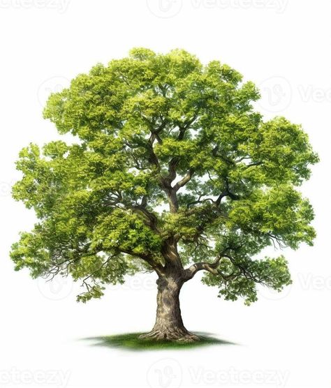 AI Generative Oak tree fresh green foliage Oak Tree Pencil Drawing, Painting Trees Acrylic, Oak Tree Illustration, Oak Tree Art, Khmer New Year, Village Painting, Tree Photoshop, Tree Wall Murals, Vector Texture