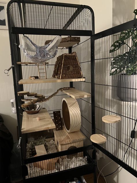 Marmoset Monkey Cage Ideas, Flying Squirrel Cage, Pet Rat Enclosures, Rats Cage Ideas, Degu Cage Ideas, Rat Cage Ideas Aesthetic, Rat Cage Setup Ideas, Chinchilla Enclosure, Sugar Glider Aesthetic