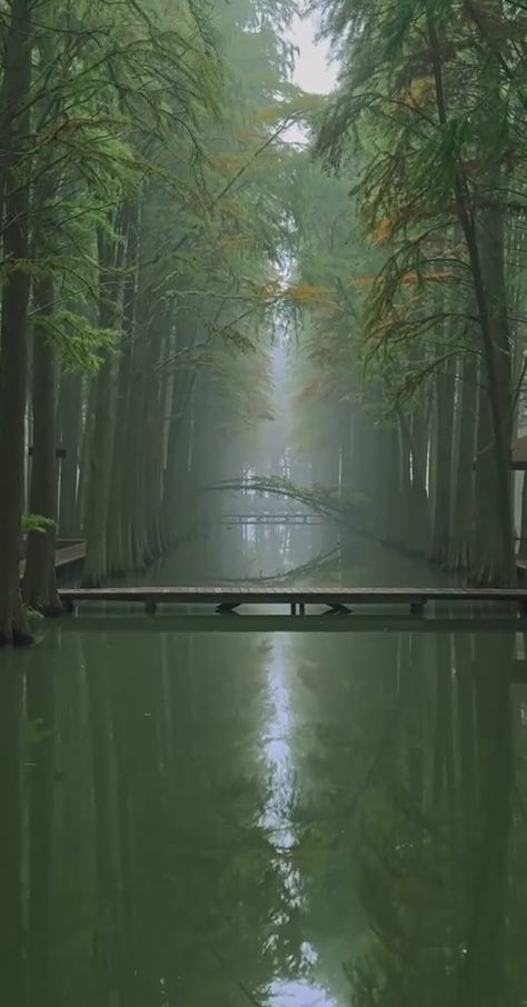 Green, river, forest, bridges, foggy, misty, swamp Mint Aesthetic, Skin Aesthetics, River Forest, Green River, Misty Forest, Background Check, Forest River, Pretty Green, Warrior Cats