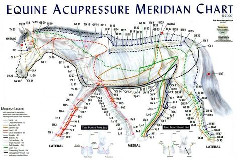 Equine Meridian Chart Equine Massage Therapy, Equine Acupressure, Horse Massage, Equine Massage, Equine Veterinary, Equine Care, Animal Reiki, Craniosacral Therapy, Vet Medicine