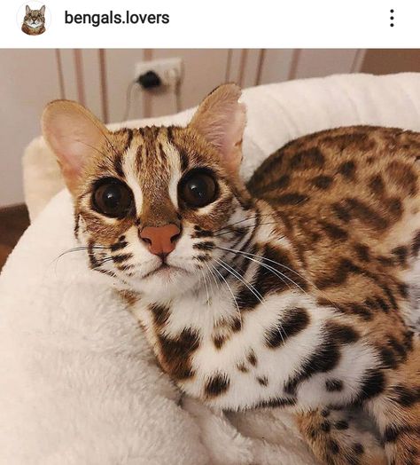 Asian Leopard Cat, Leopard Cat, Cat Reference, Kitten Lover, Most Beautiful Cat Breeds, Cat Behavior, Bengal Cat, Happy Cat, Silly Cats