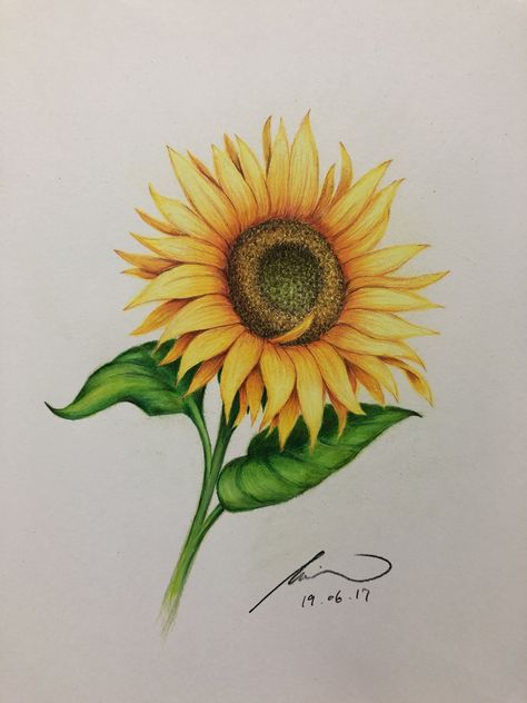 Sunflower Watercolor Painting, Sunflower Watercolor, Sunflower Drawing, Prismacolor Art, Sunflower Colors, Pencil Shading, Tattoo Stencil Outline, Watercolor Flower Art, Easy Drawings Sketches